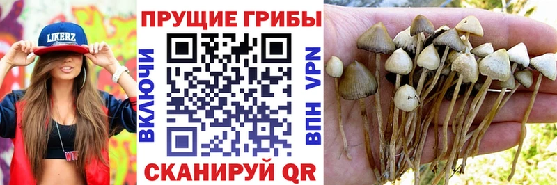 купить   Оленегорск  Псилоцибиновые грибы прущие грибы 